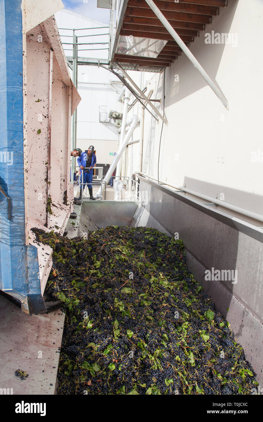 Grape Harvesting Robertson, Robertson Wine Valley, Western Cape Winelands, South Africa Stock Photo