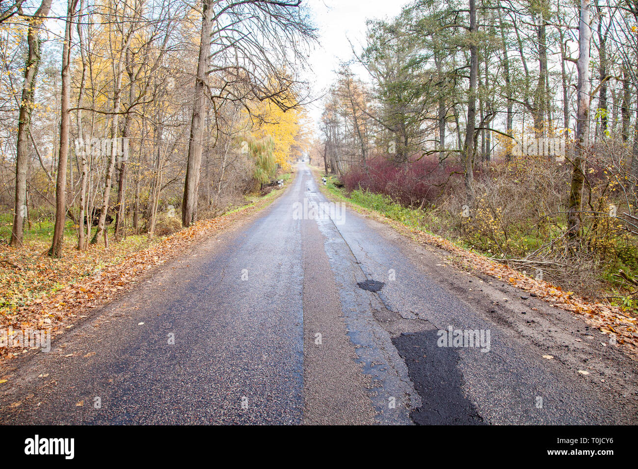 old asphalt road in the forest on sunny autumn morning Stock Photo - Alamy