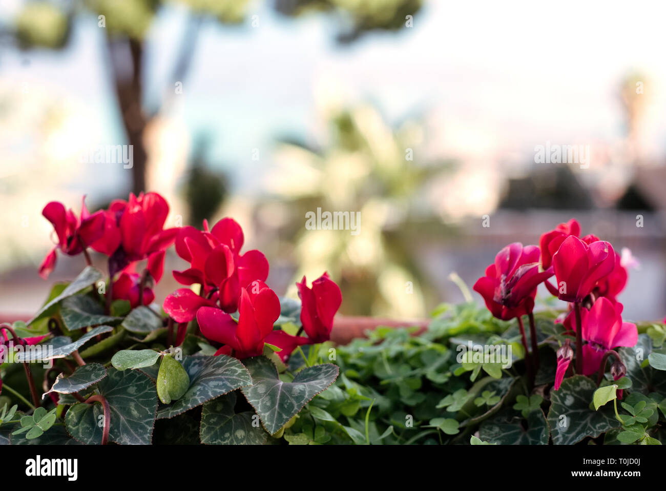 Magenta italy hi-res stock photography and images - Alamy