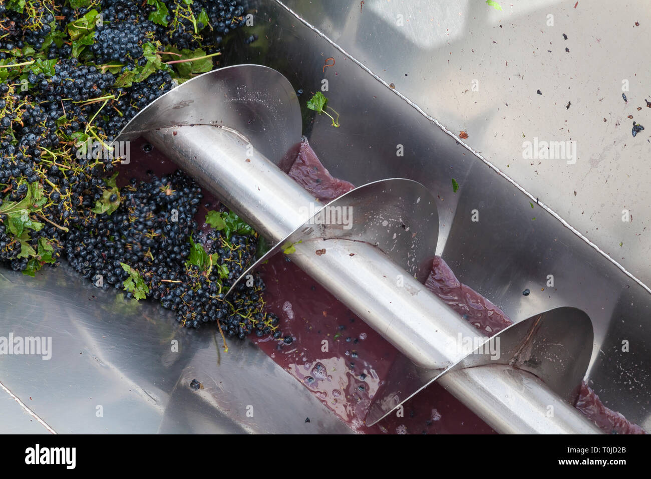 Grape Harvesting Robertson, Robertson Wine Valley, Western Cape Winelands, South Africa Stock Photo