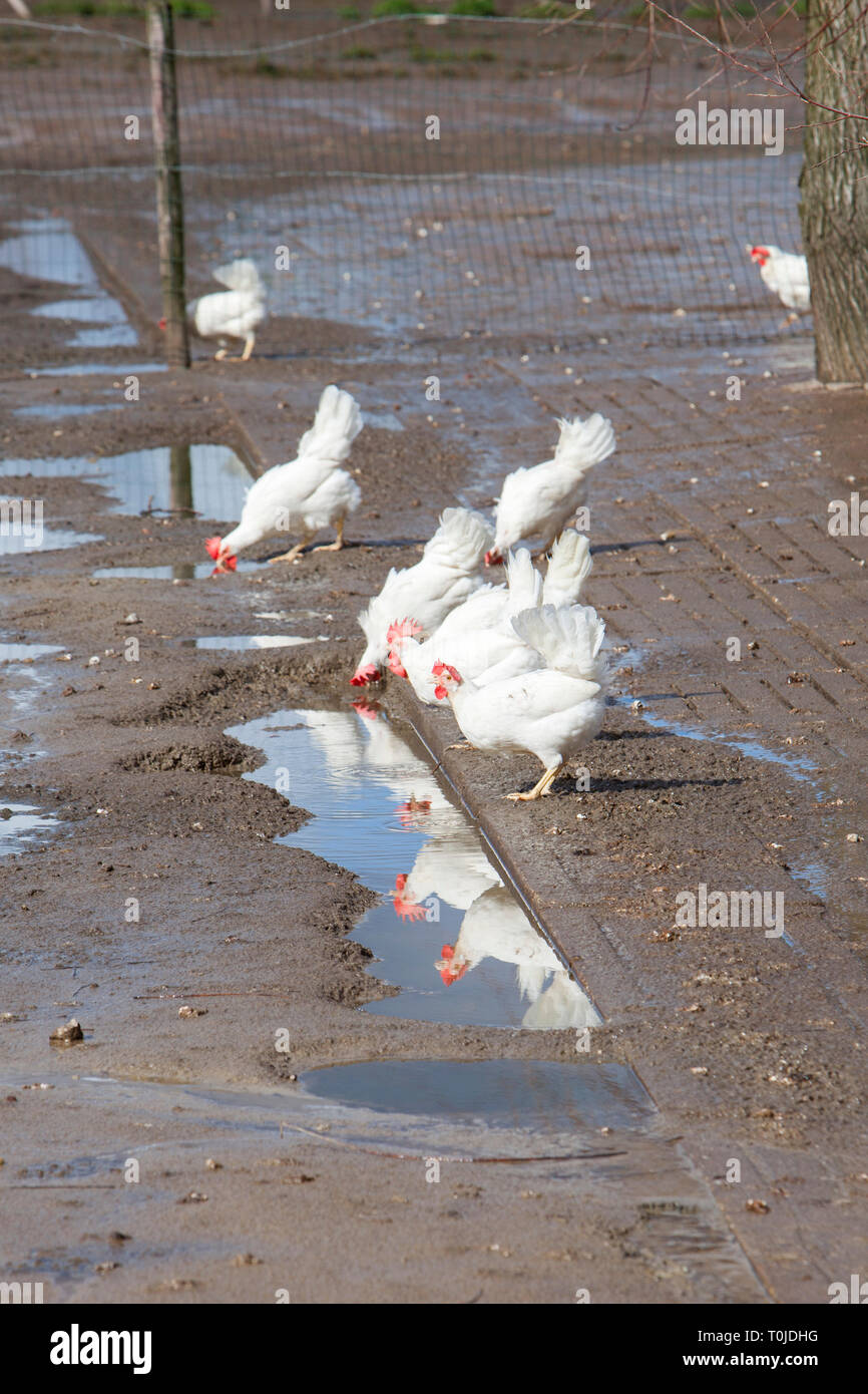white free roaming chickens drink from rain puddles on organic farm in