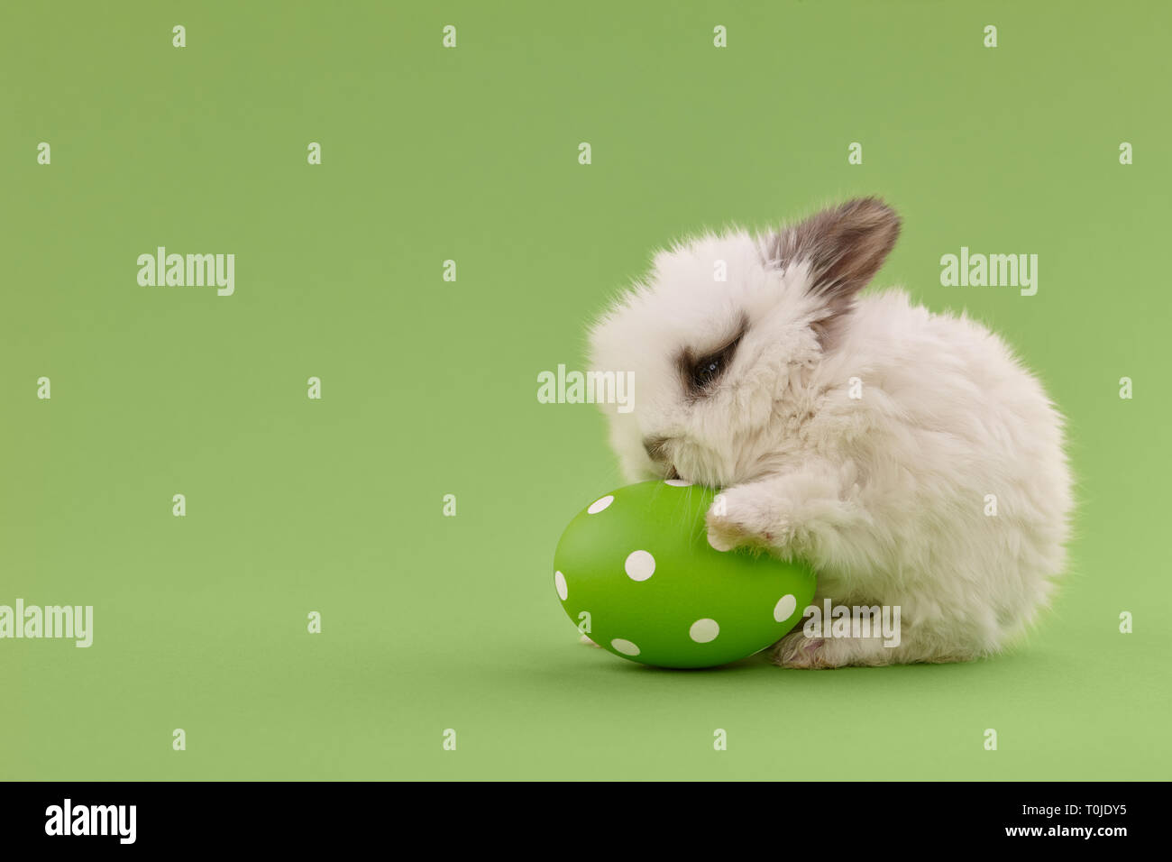 White baby bunny rabbit with green painted polka-dotted egg on green background. Easter holiday concept. Stock Photo