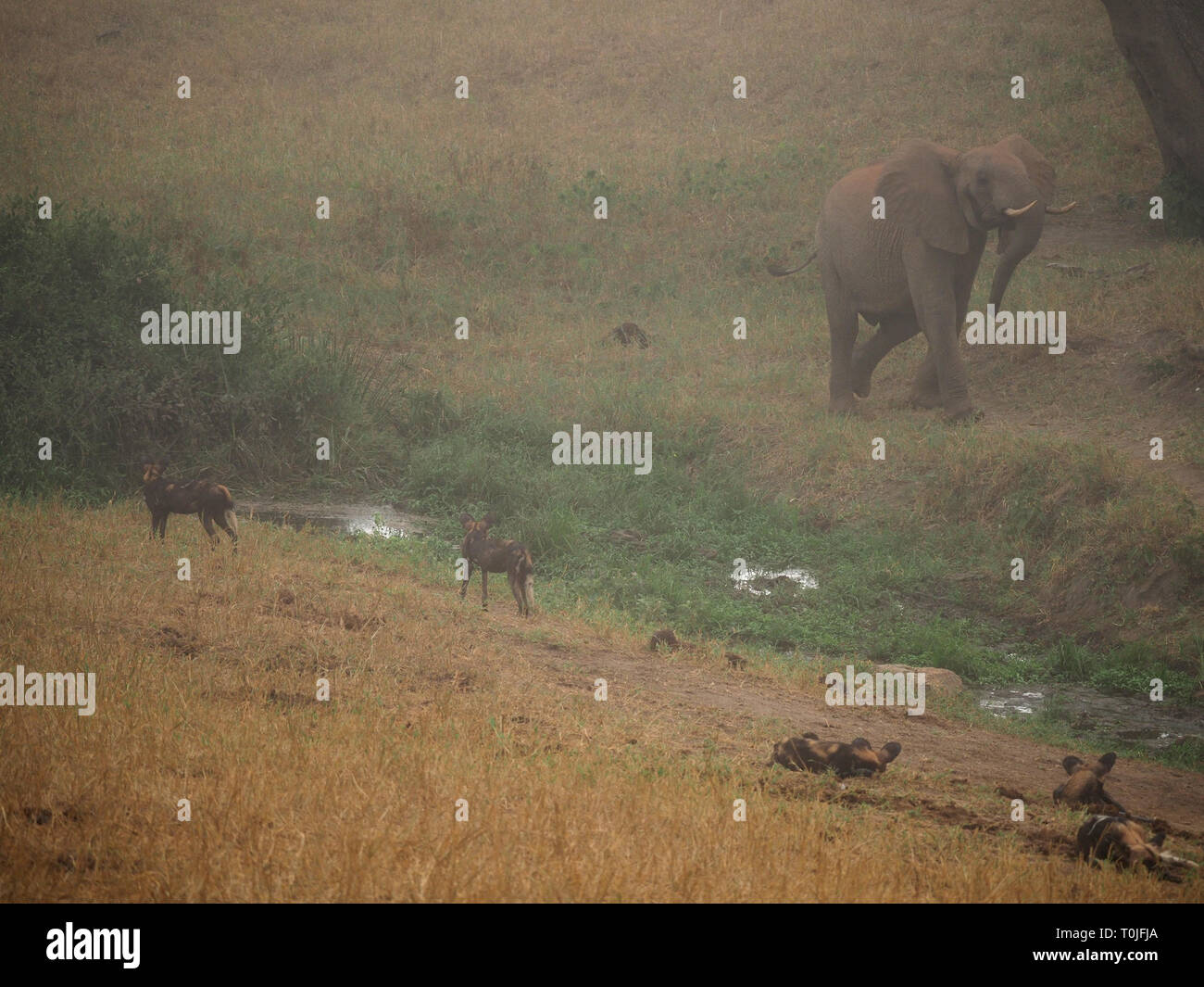 Young African Elephant confronts African wild dogs or Painted Wolves (Lycaon pictus) in early morning mist Ngulia Hills, Tsavo West NP, Kenya, Africa Stock Photo