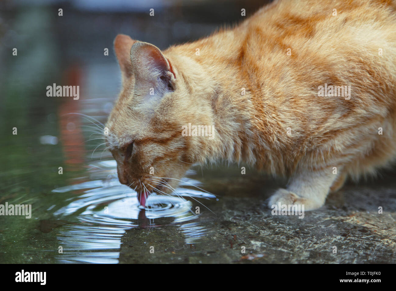 A stray cat drinking water from a puddle Stock Photo