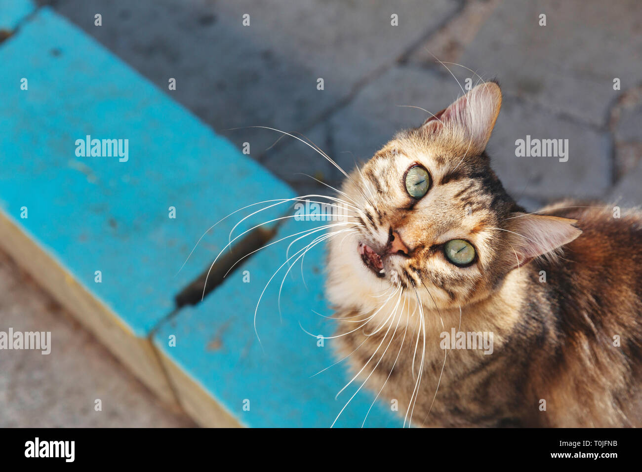 Stray cat looking up into camera Stock Photo Alamy