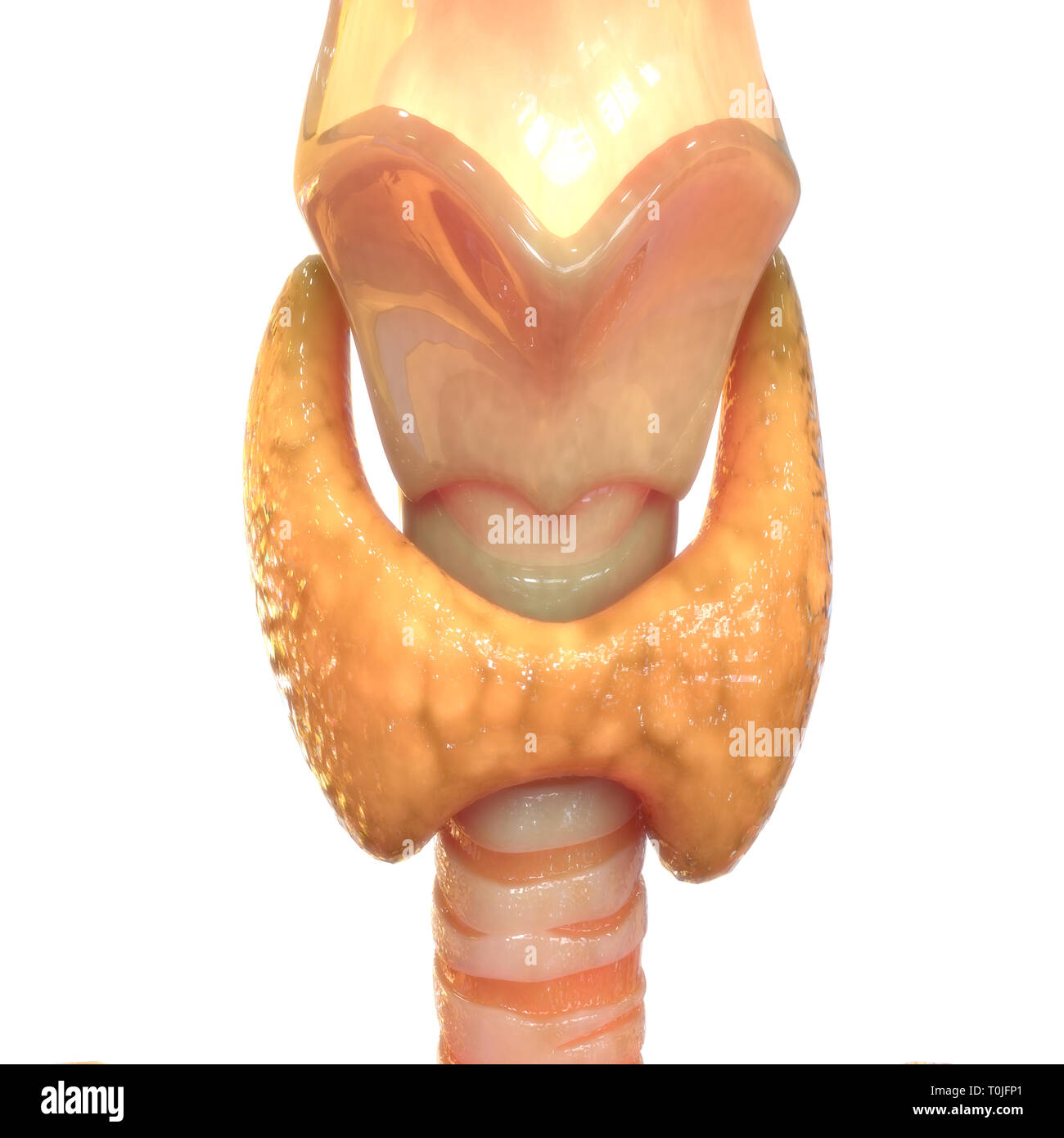 Human Glands Thyroid Gland Anatomy Stock Photo