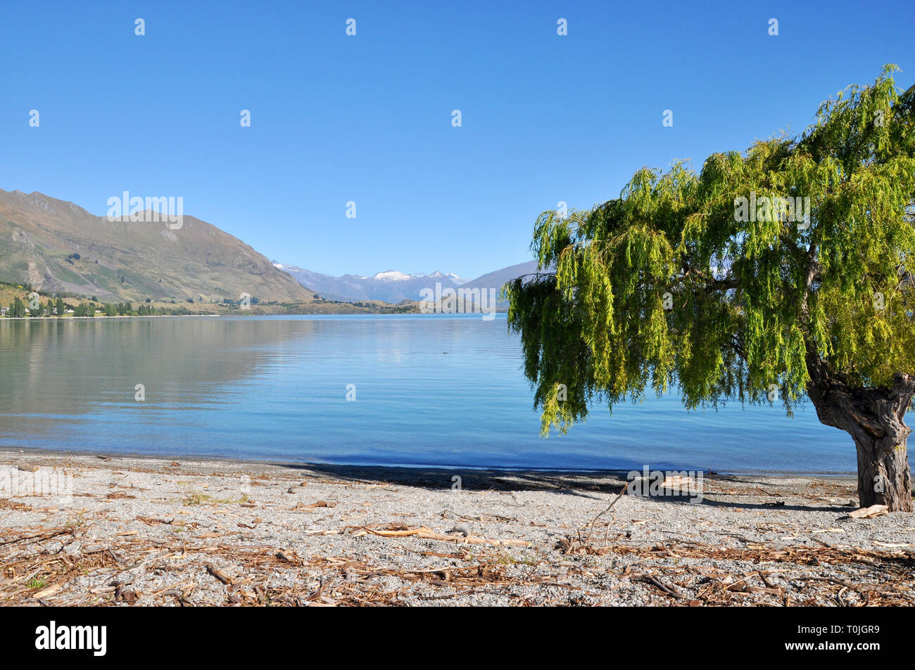 Lake Wanaka on New Zealand South Island on a sunny day. Tree and mountains and clean water in Otago region. Blue sky. Space for copy Stock Photo
