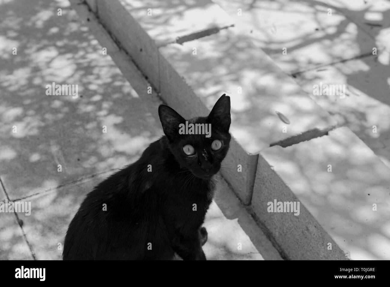 stray black cat looking at camera Stock Photo
