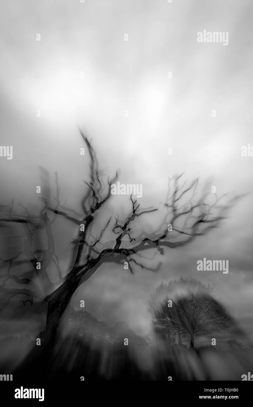 A spooky tree looming on a dark and stormy night in an enchanted forest Stock Photo