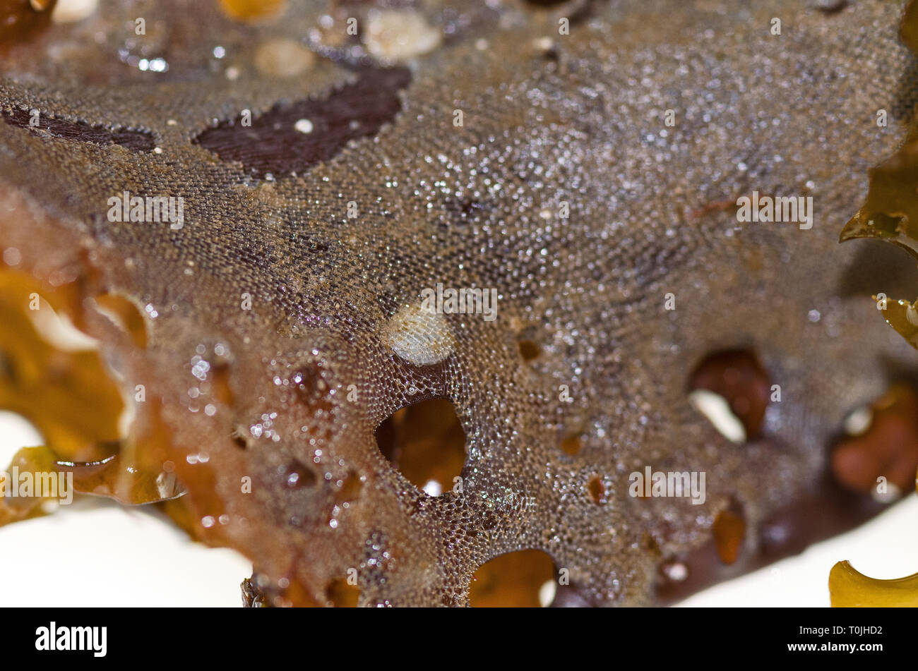 Bryozoan (Membranipora membranacea) growing over Jingle Shells (Anomia