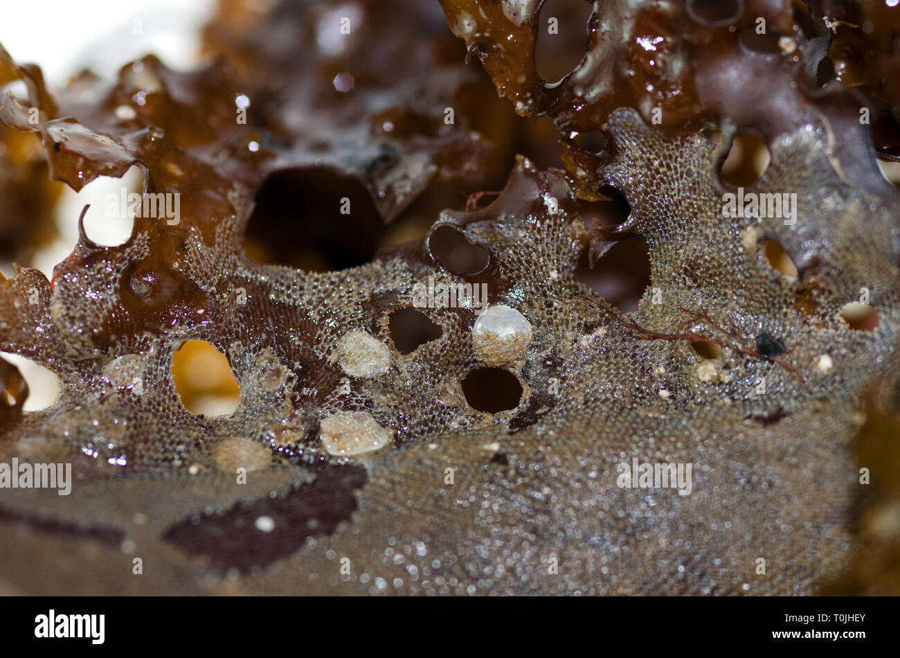 Bryozoan (Membranipora membranacea) growing over Jingle Shells (Anomia