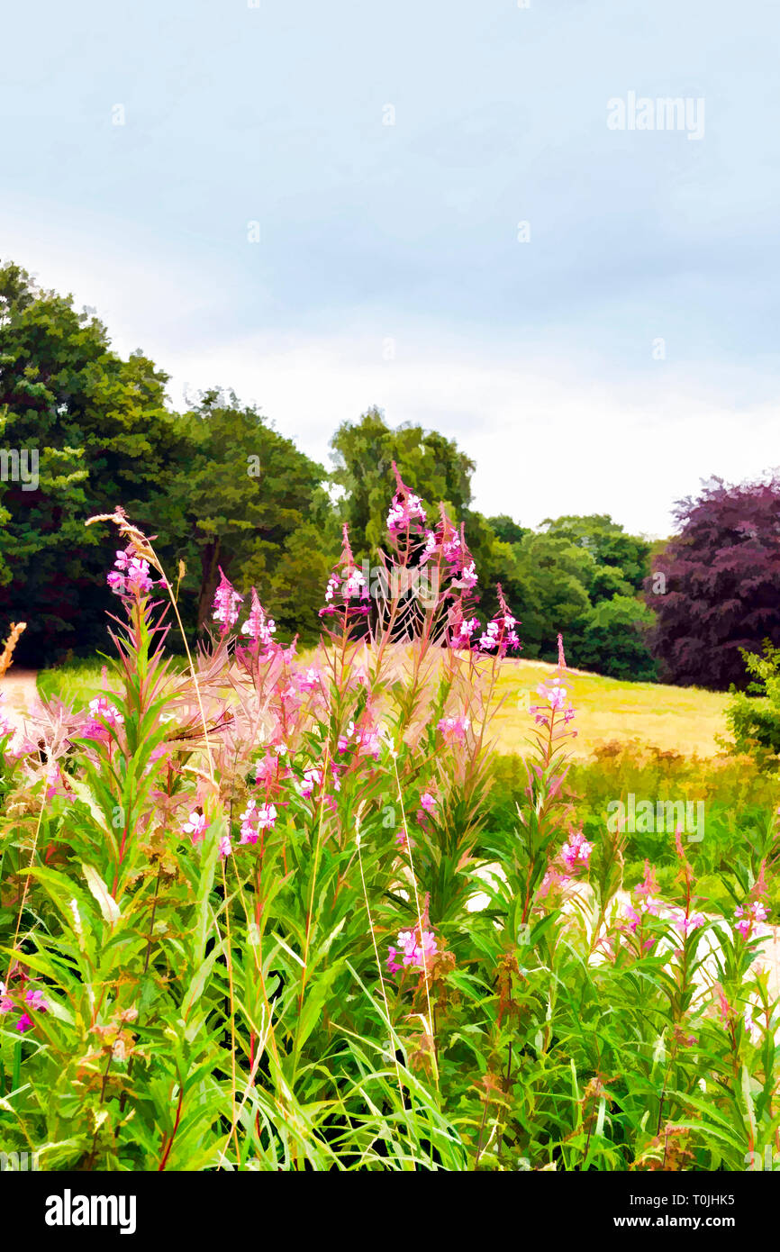 Painterly digital illustration of close up of wild rose-bay willow herb flowers in a country meadow Stock Photo