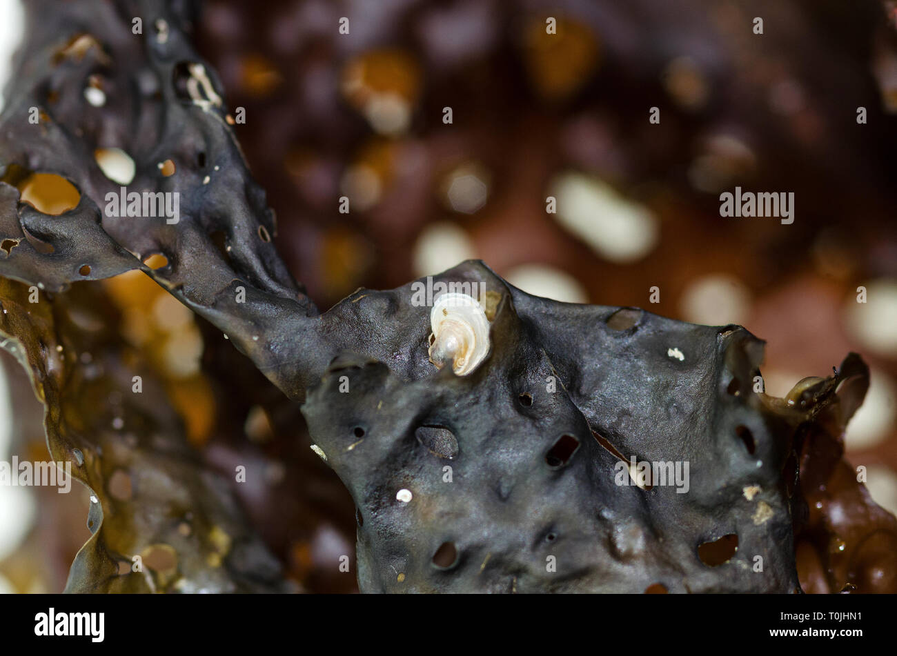 Clam spat on Sea Colander kelp (Agarum cribosum) Stock Photo