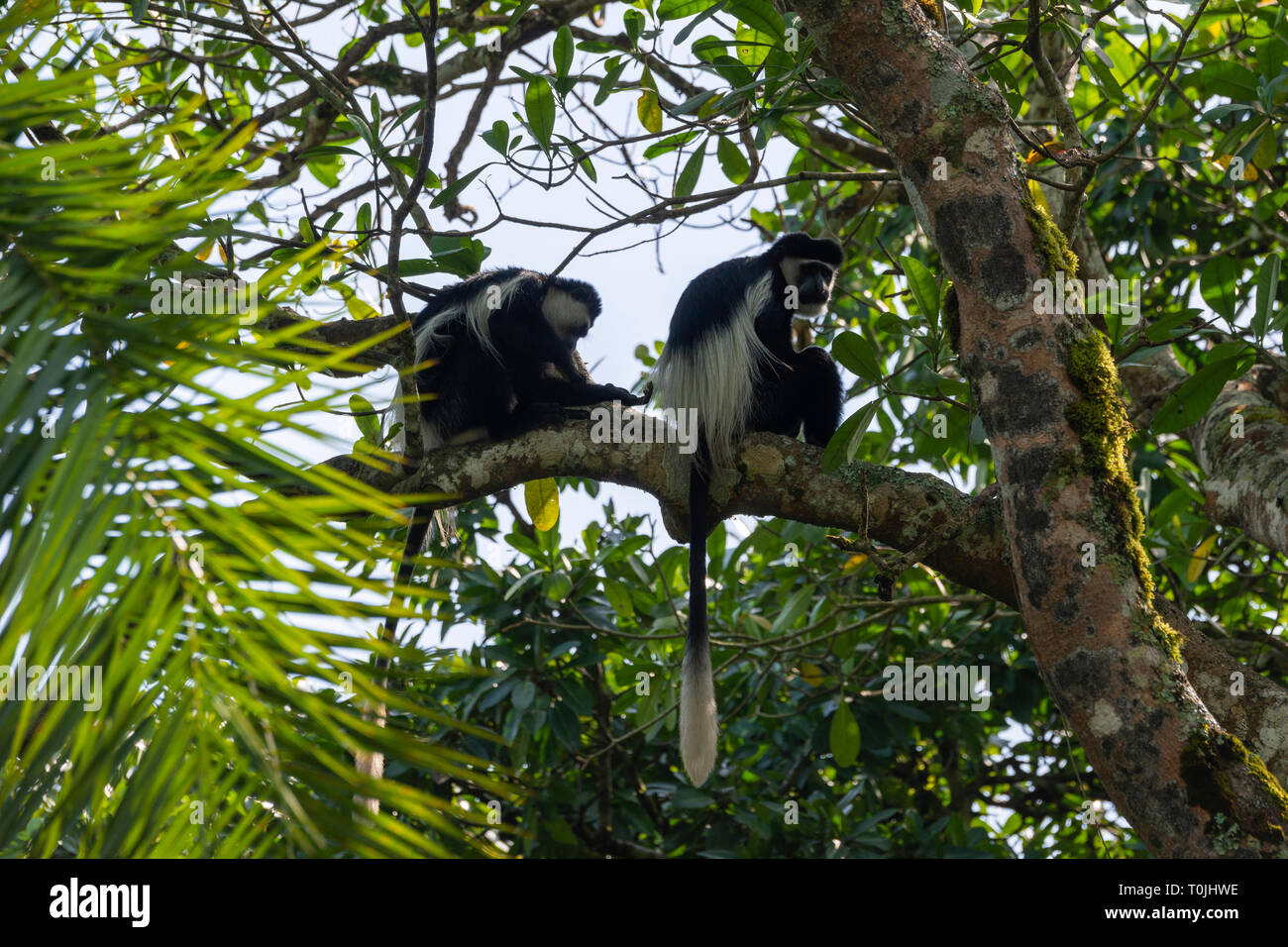 Pair of black and white colobus monkeys (Colobus guereza), Bigodi Wetland Sanctuary, Magombe Swamp, South West Uganda, East Africa Stock Photo