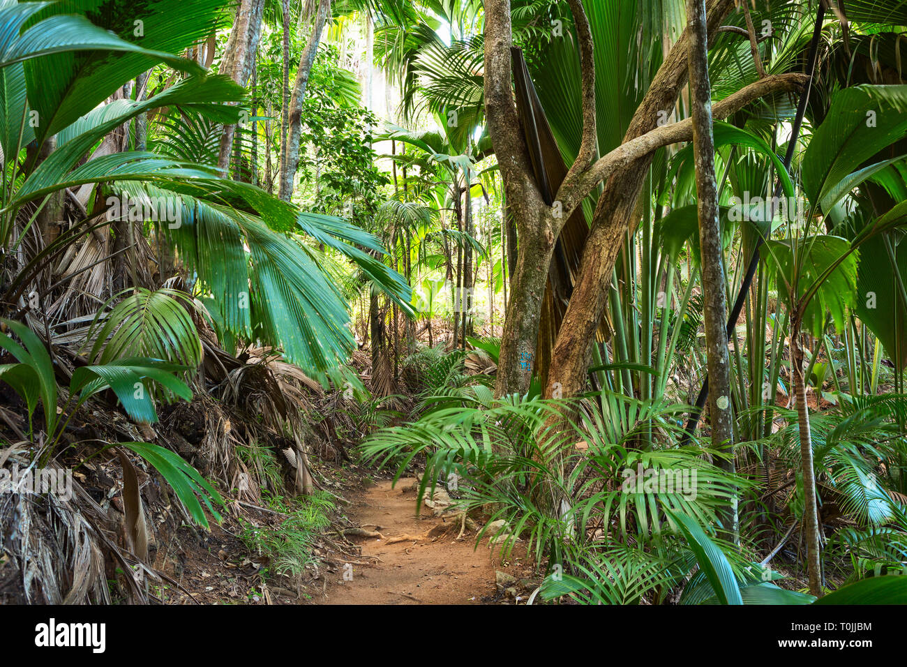 Footpath in tropical rainforest. Vallee Mai palm forest ( May Valley), island of Praslin, Seychelles Photo - Alamy