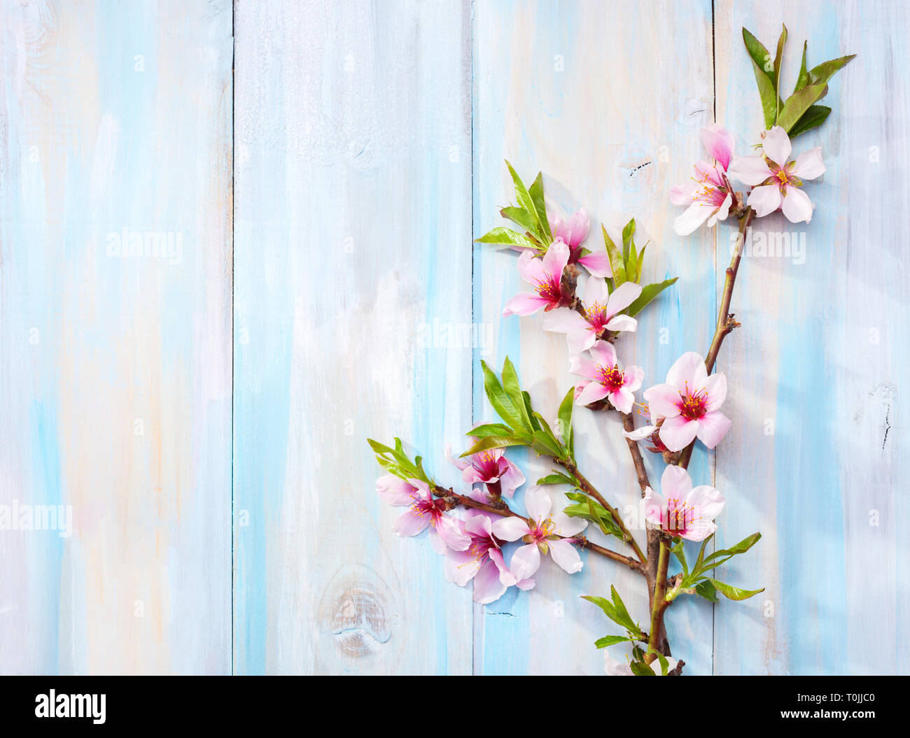 Flowering branches of Almond on a  wooden table. Stock Photo