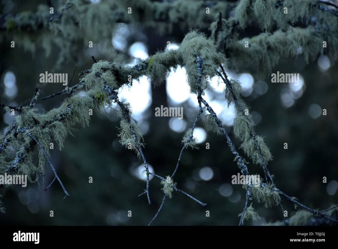 Drapey fine Moss growing on Fir tree branches Stock Photo - Alamy