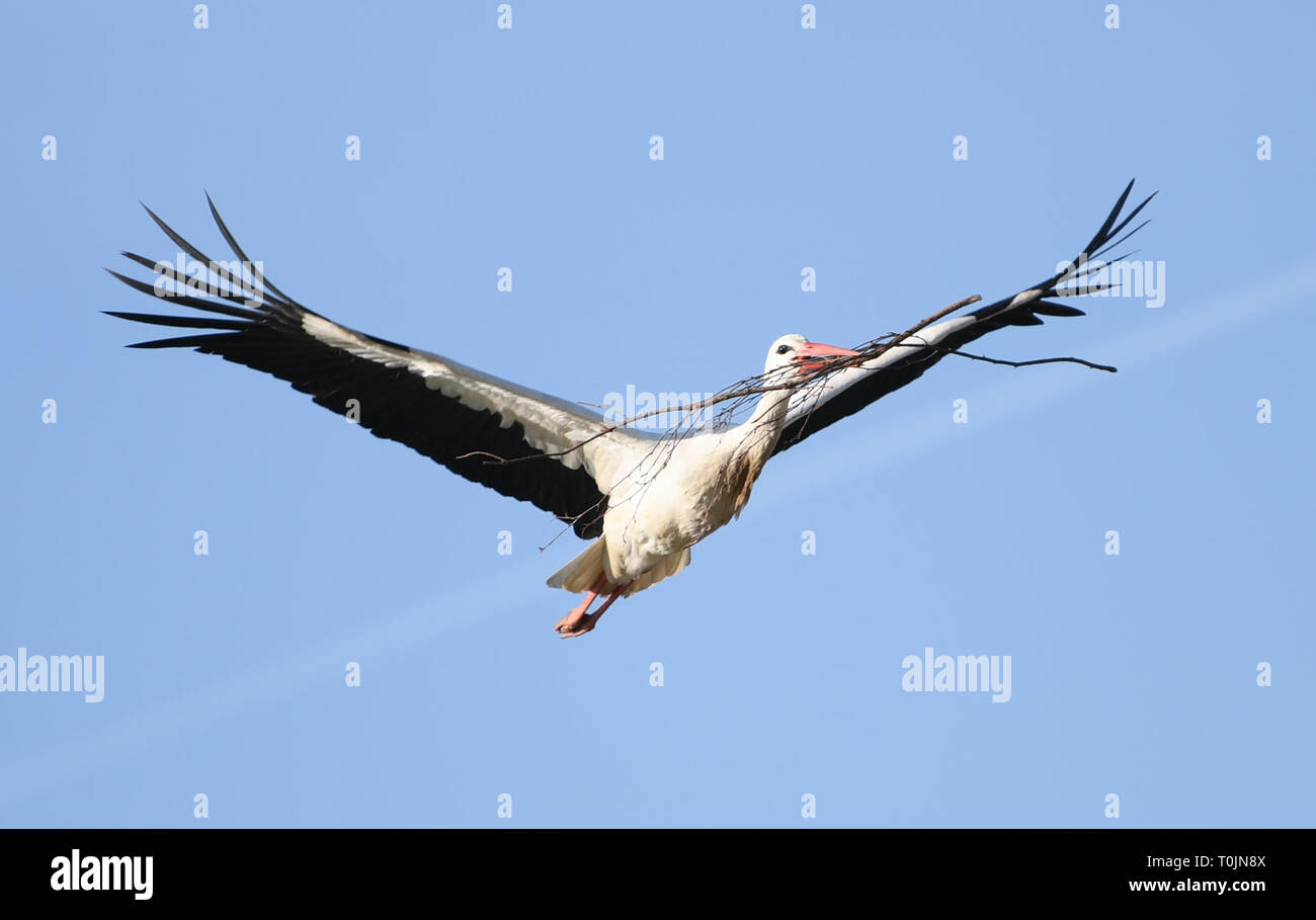 Bensheim, Germany. 20th Mar, 2019. A stork is approaching its nest with a branch in its beak. Credit: Arne Dedert/dpa/Alamy Live News Stock Photo