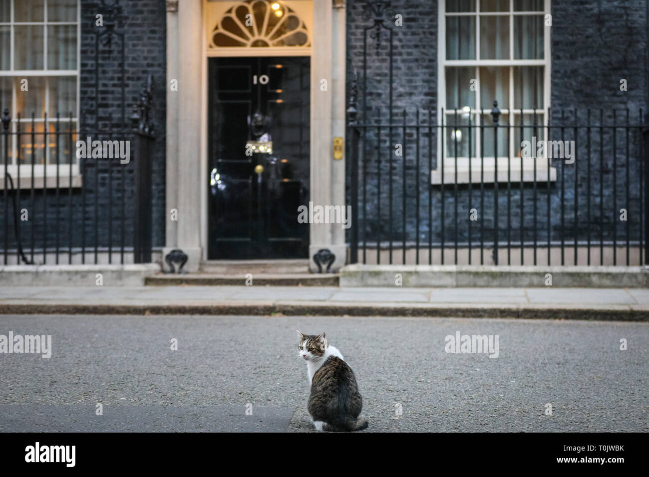 Downing Street, London, UK, 20th Mar 2019. Larry, the Downing Street Cat, remains calm and his usual collected feline self. Palmerston and Larry, often known to have had tense feline relations, appear to keep their peace on a turbulent day of rather un-peaceful political tensions in Westminster. Credit: Imageplotter/Alamy Live News Stock Photo
