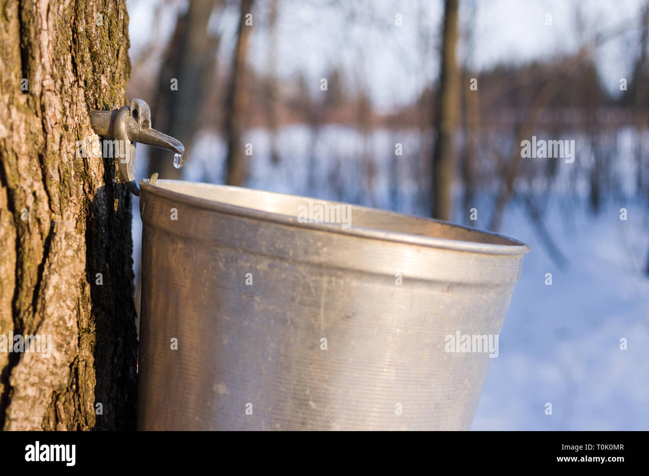 Ottawa, Ontario, Canada. 20th Mar, 2019. Maple syrup season has started as spring 2019 arrives in Ottawa, Ontario, Canada. Credit: Vince F/Alamy Live News Stock Photo