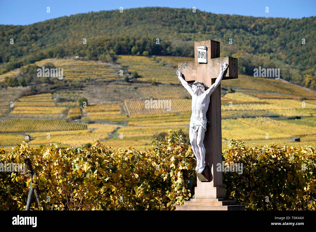 Europe, France, Alsace, vineyards in autumn. Stock Photo