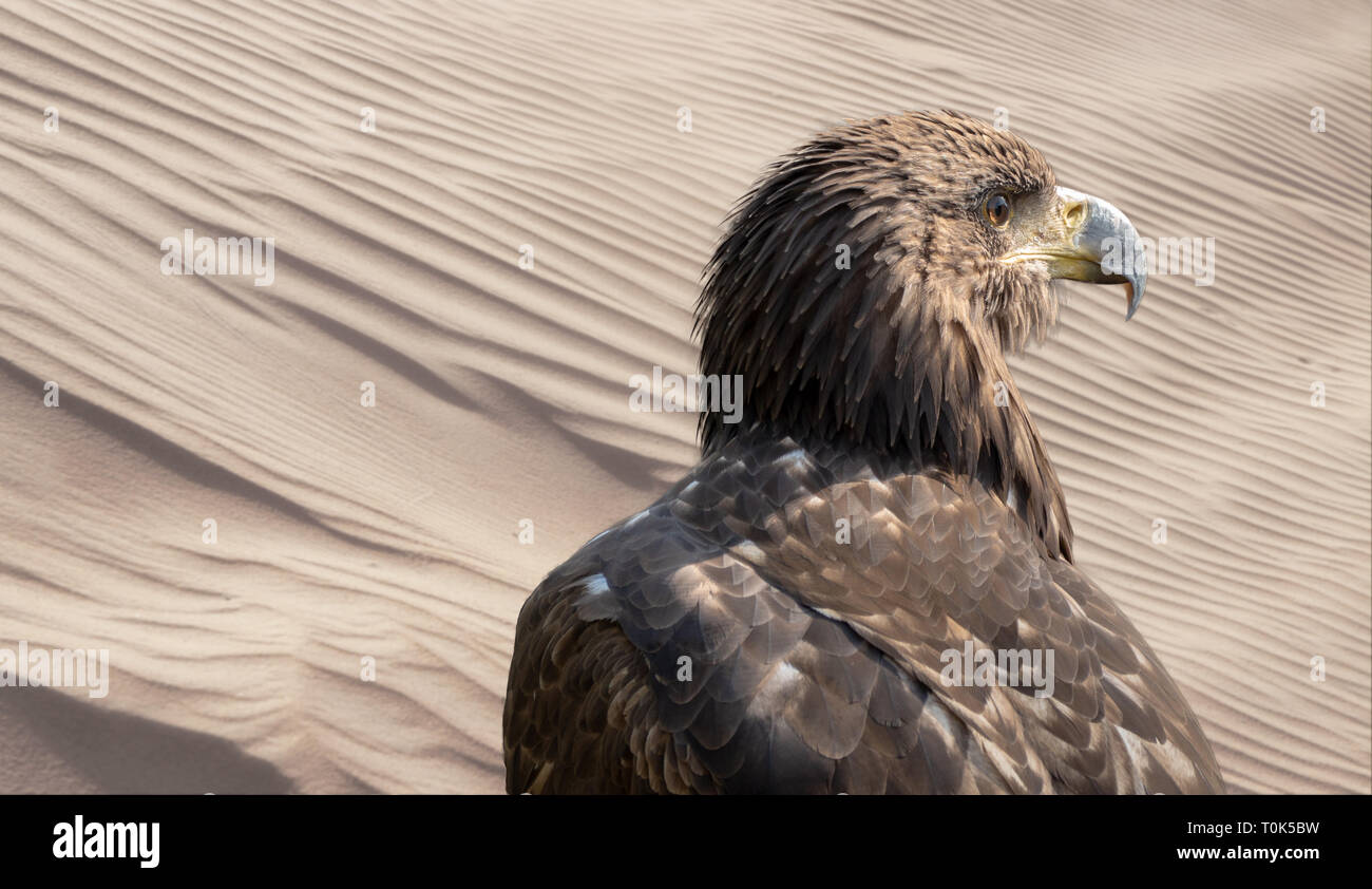 Photomontage of a sitting falcon in front of a sand dune from the desert of Oman, composite Stock Photo
