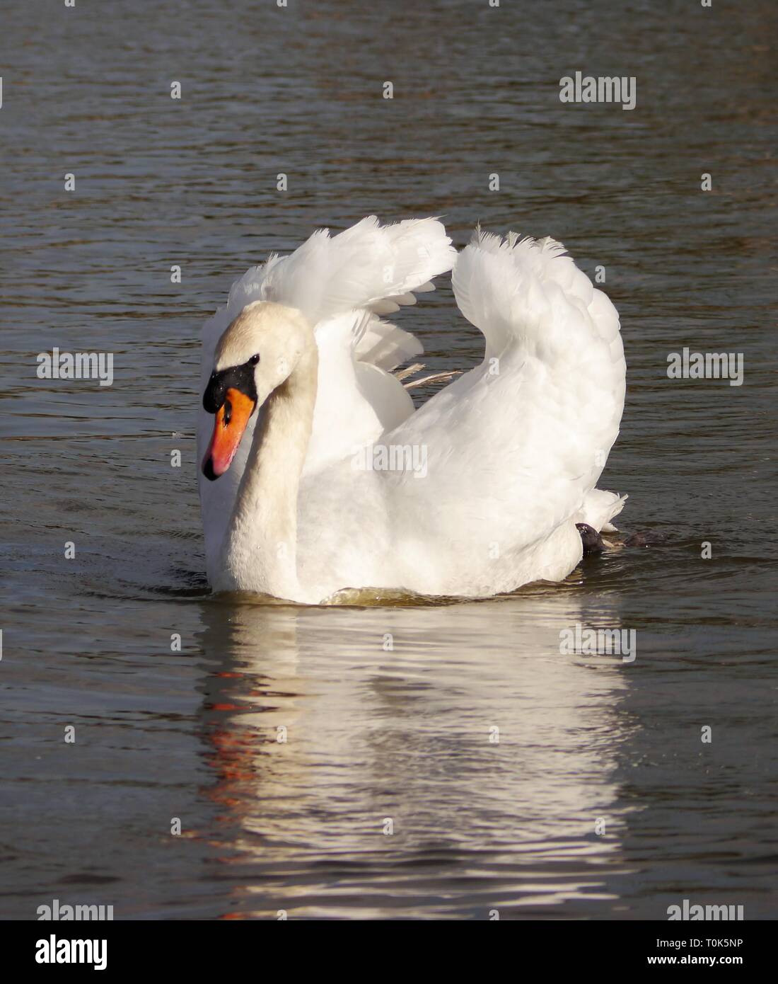 Swans. Slimbridge Wildlife and Wetlands Centre, Gloucestershire, England Stock Photo