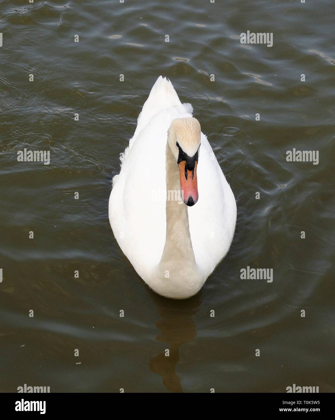 Swan at Slimbridge Wildlife and Wetlands Centre, Gloucestershire, England Stock Photo