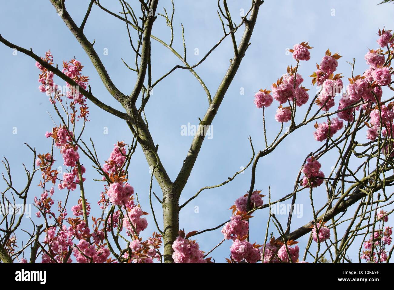Pink cherry blossom flowers in spring season Stock Photo