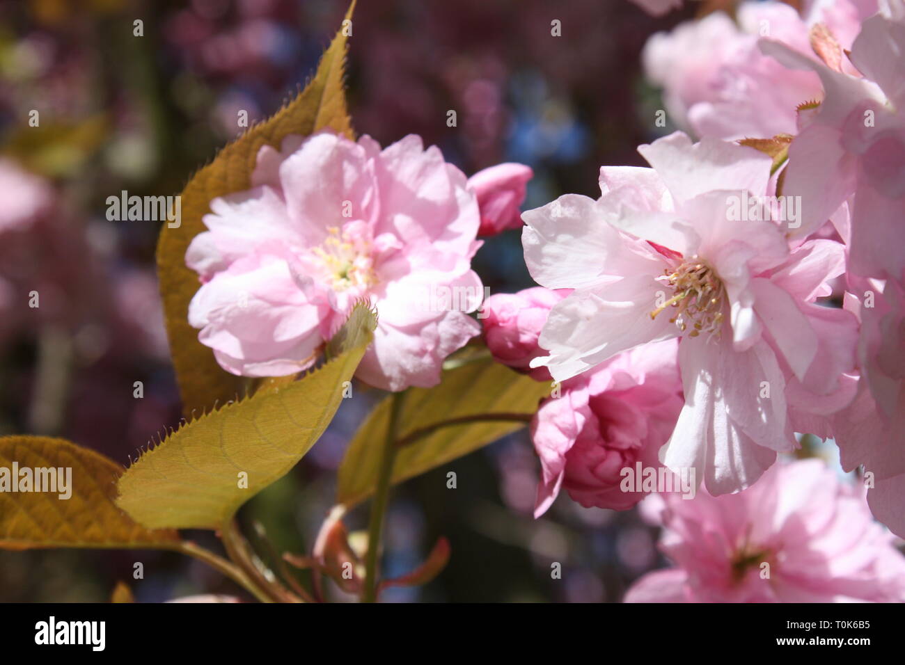 Pink cherry blossom flowers in spring season Stock Photo - Alamy