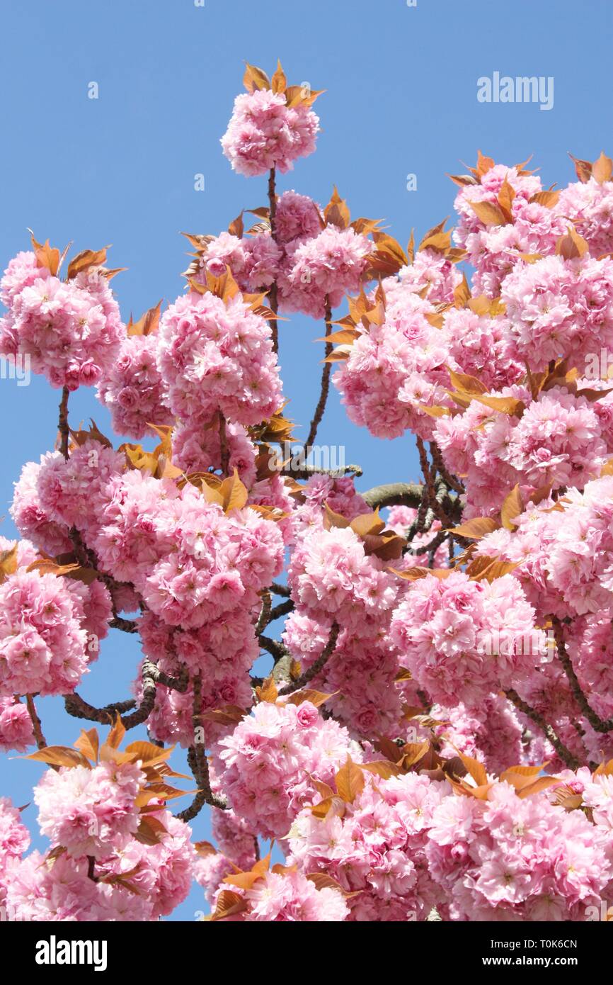 Pink cherry blossom flowers in spring season Stock Photo