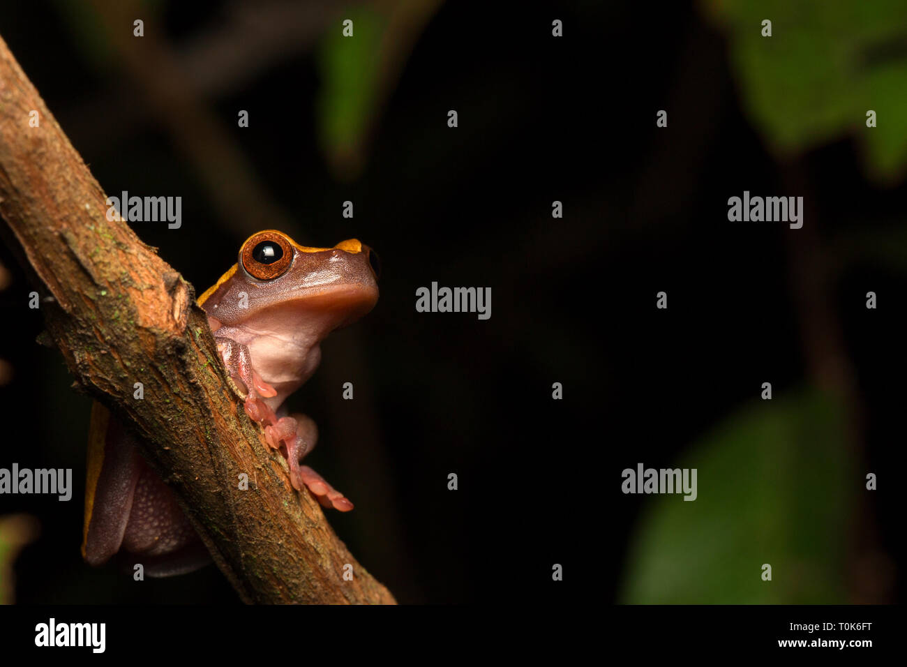 Tropical Amazon rain forest tree frog, Dendrosophus triangulum Stock Photo