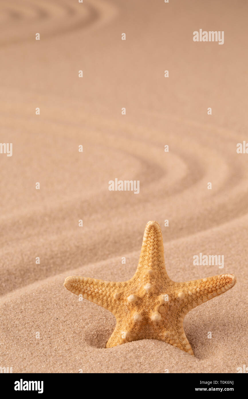 one single sea star or starfish on tropical beach sand. Concept for summer holiday vacation. Sandy background with empty space. Stock Photo