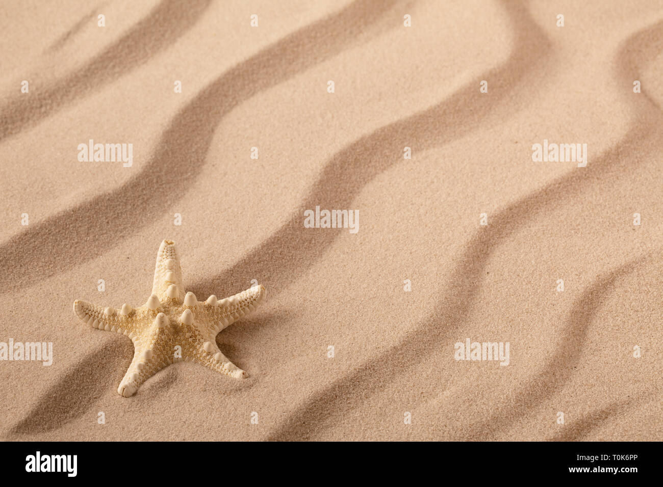 Starfish or seastar on the seashore of a rippled summer sandy beach Stock Photo