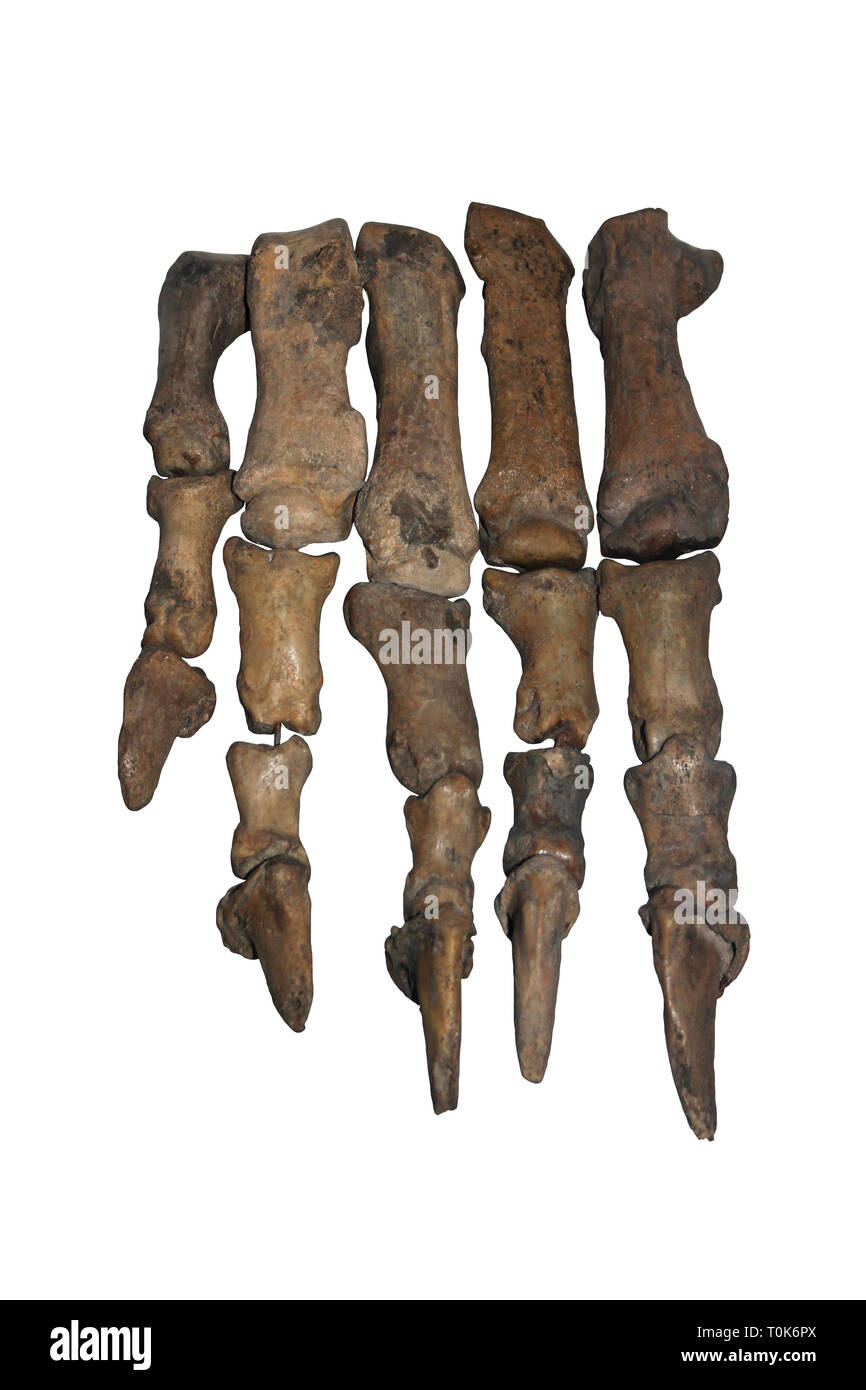 Cave Bear Ursus spelaeus Hand Bones Stock Photo