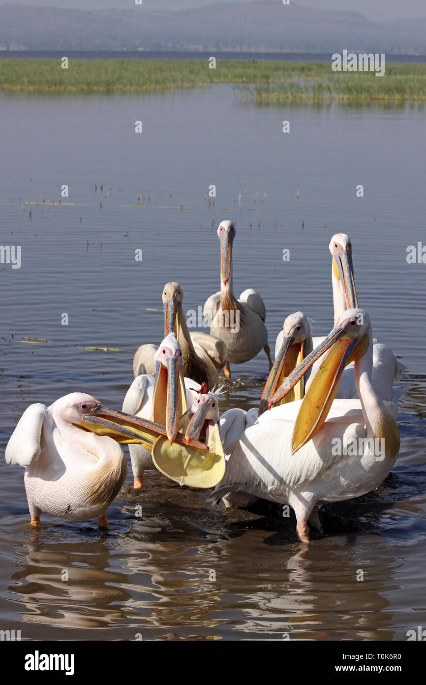 White Pelicans Pelecanus onocrotalus Flock Feeding Stock Photo