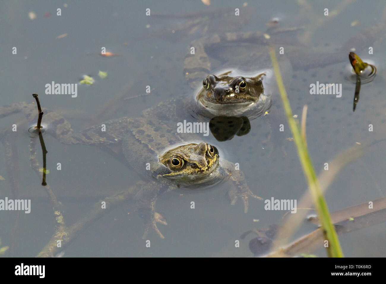 Frogs common (Rana temporaria) at waters edge with frogspawn. Two frogs in mating spawn laying season. Greenish brown body with dark blotches and mask Stock Photo