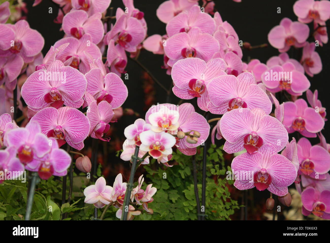 Flowers blooms tropical hi-res stock photography and images - Alamy