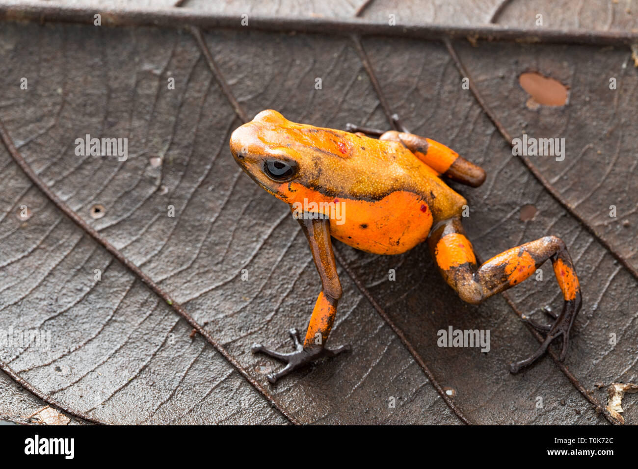 Poison dart frog, Oophaga histrionica. A small poisonous animal from the rain forest of Colombia. Stock Photo
