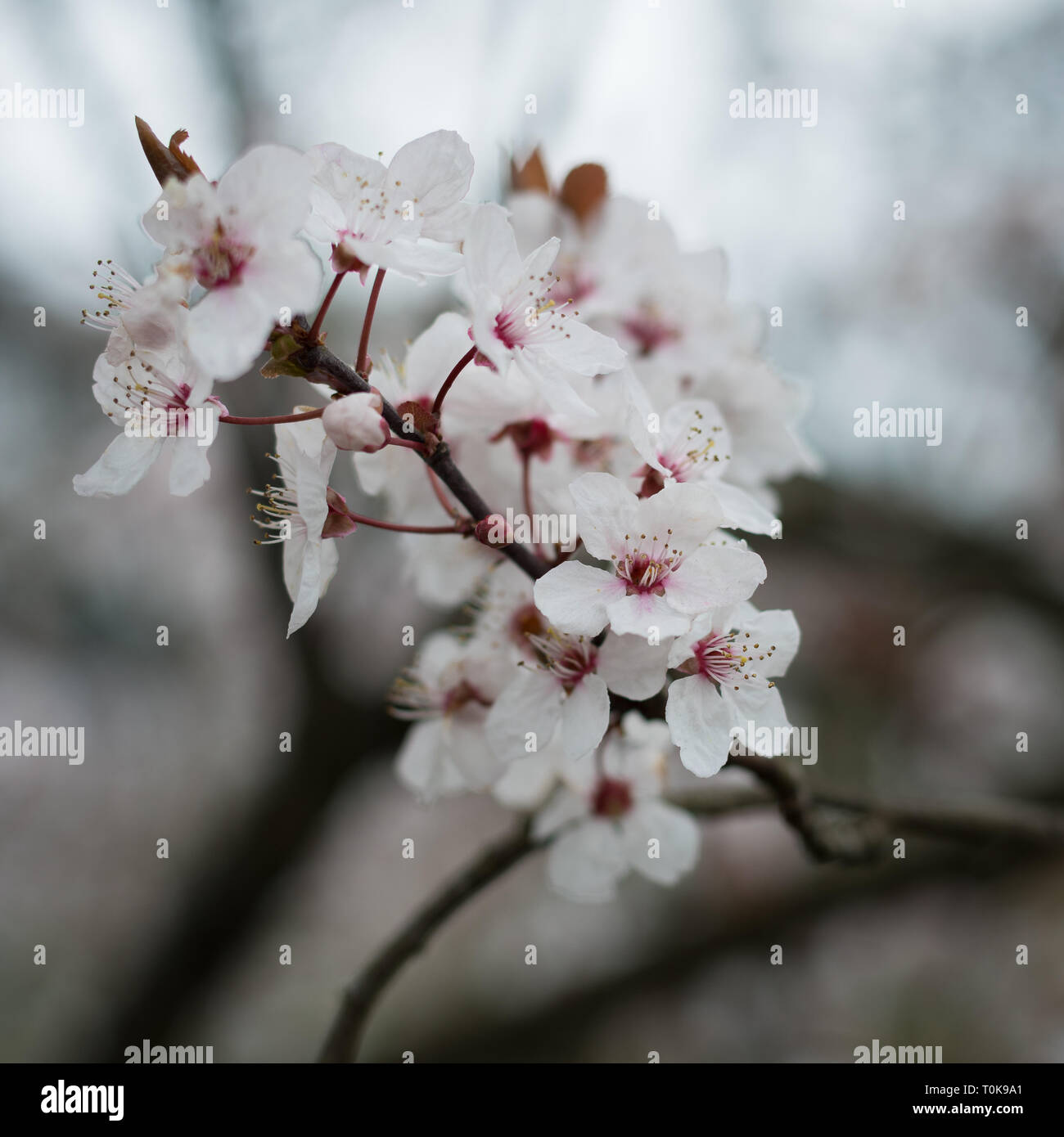 Cherry blossoms, Prunus padus, delicate fruit tree flowers in London, United Kingdom Stock Photo