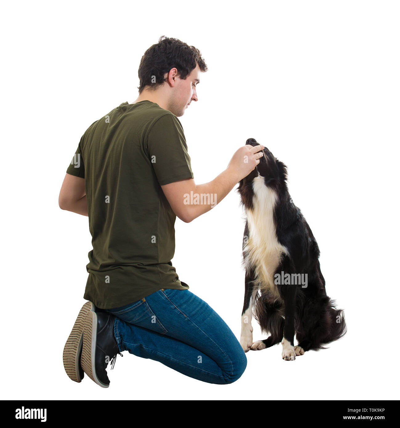 Well trained Border Collie eating from his master hands. Young man owner sitting down on knees feeding a homeless hungry dog isolated over white backg Stock Photo