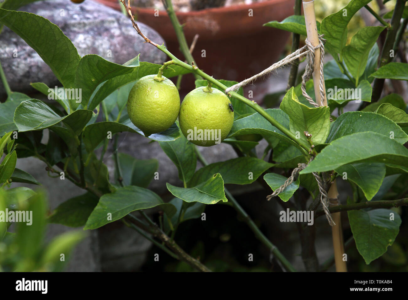 Limes Growing on Citrus Tree Surrey England Stock Photo Alamy