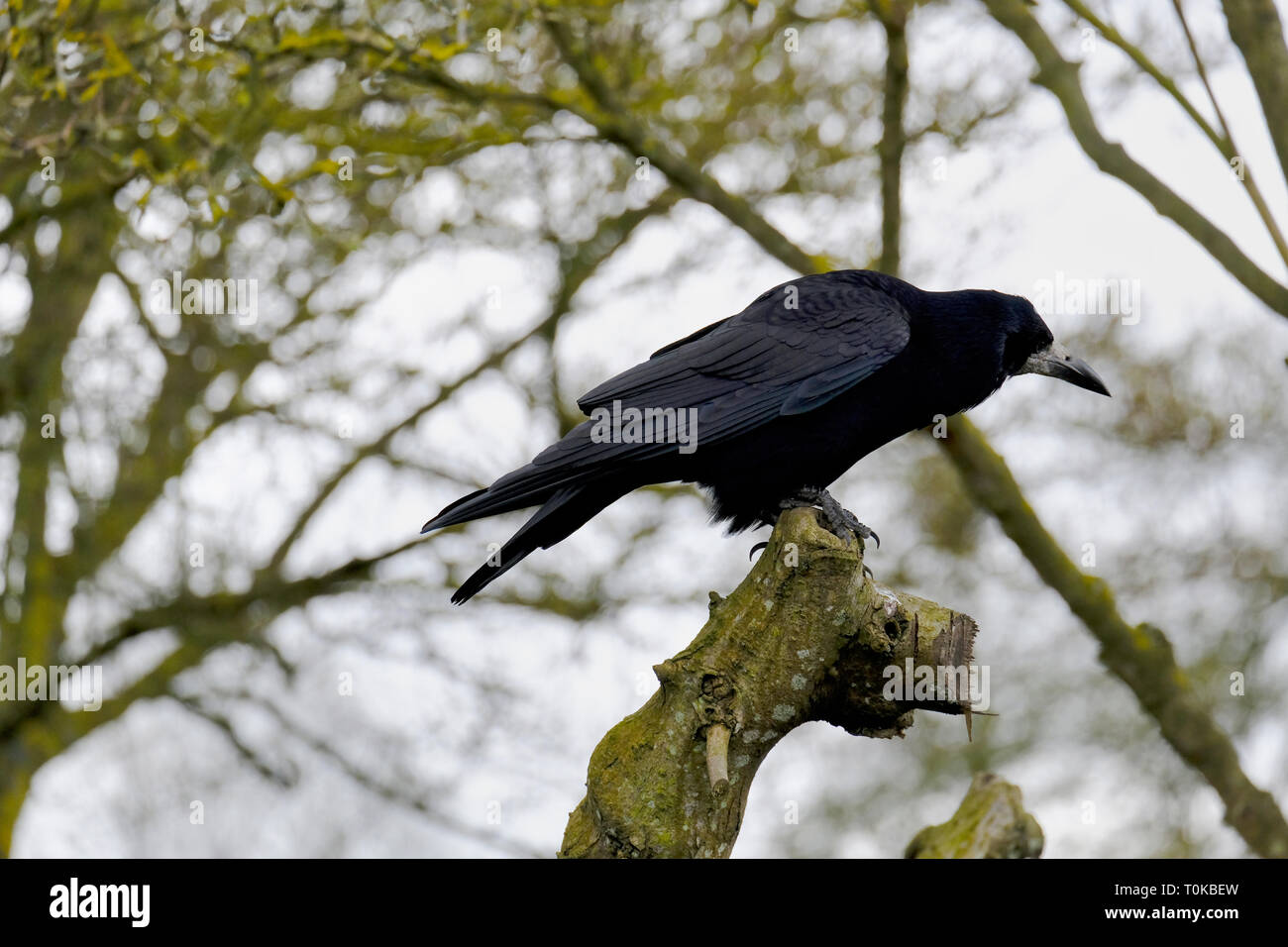 Alert single adult Carrion Crow sitting on top of tree trunk Stock Photo