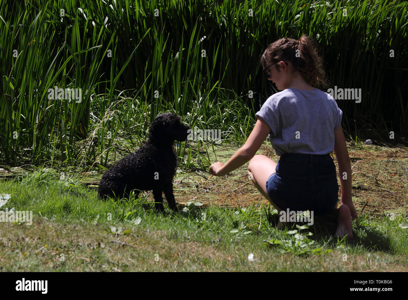 Cockapoo hi-res stock photography and images - Alamy