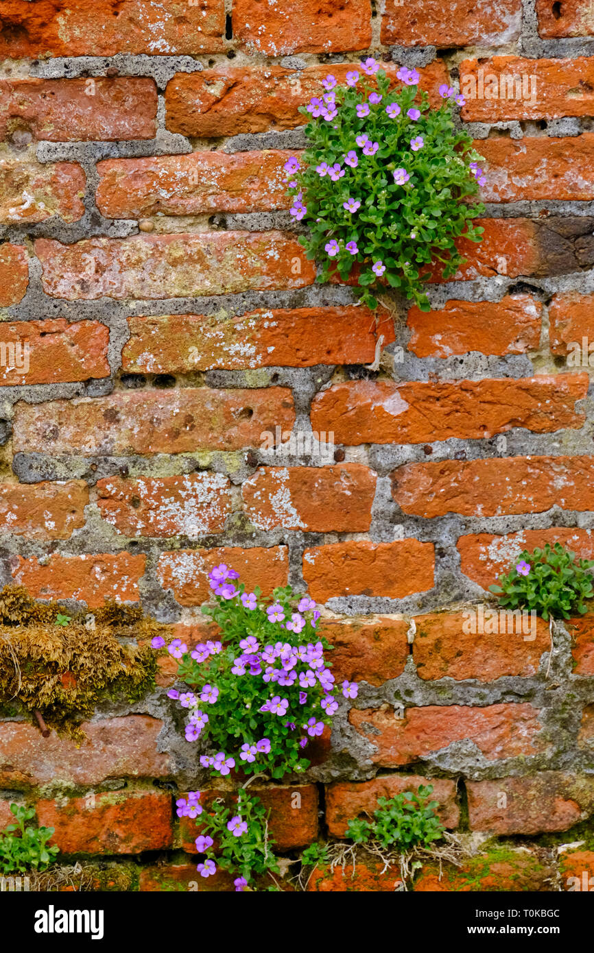 Aubretia deltoidea growing out of crevices in old red brick garden wall Stock Photo