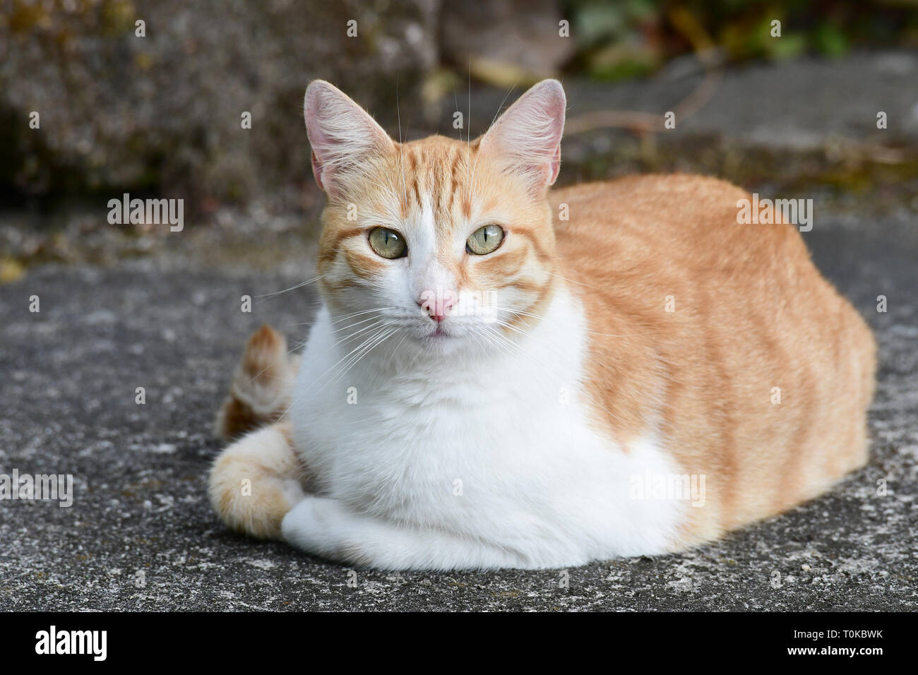 Female Cat laying on a concrete driveway Stock Photo