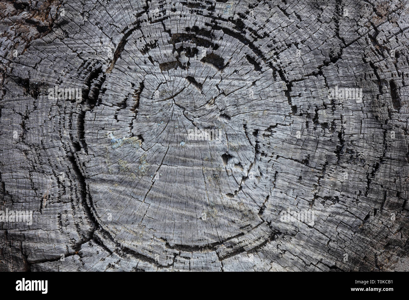 Tree trunk wood background, Old weathered gray color wooden pine trunk, closeup view Stock Photo