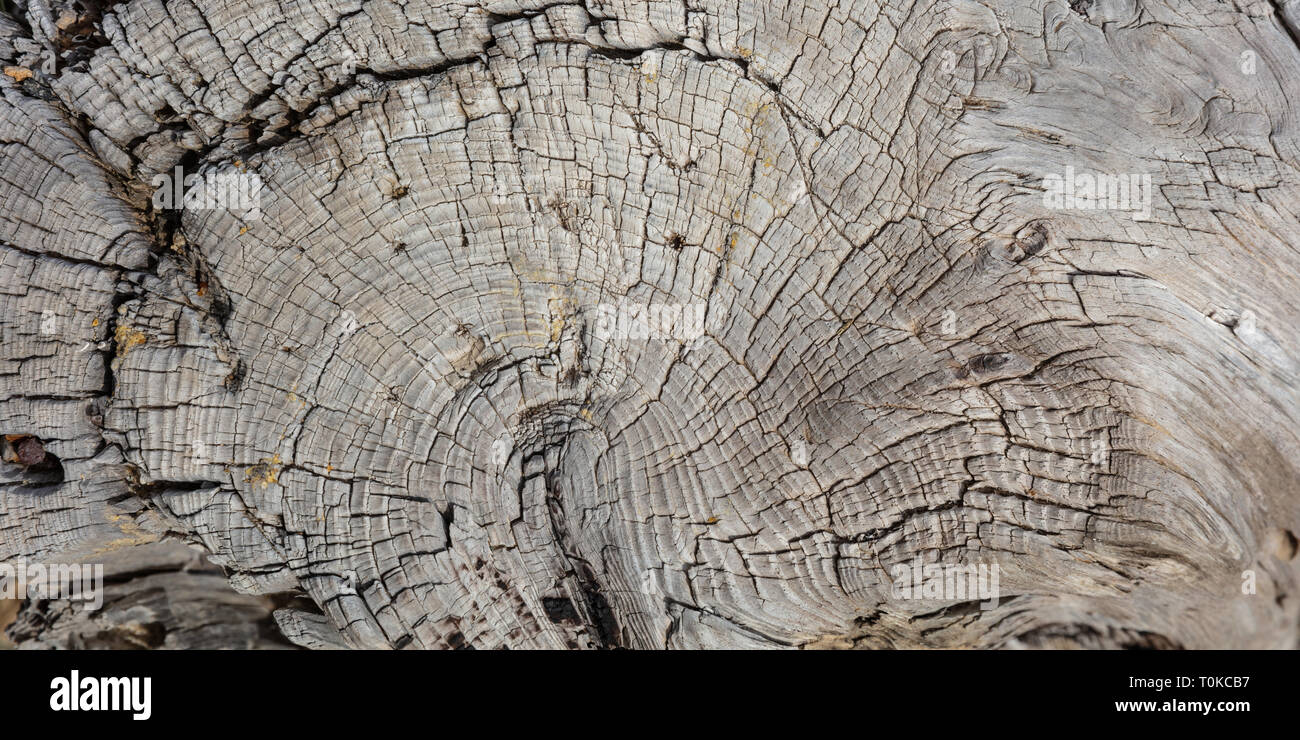 Pine tree trunk wood background, Old weathered gray color wooden stump, banner, closeup view Stock Photo