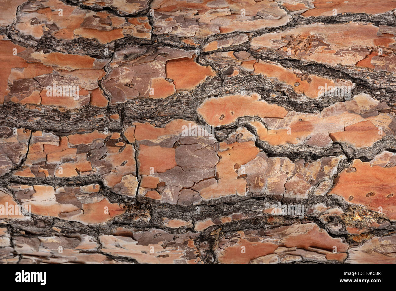 Tree bark wood background, Pine trunk bark texture, closeup view Stock Photo