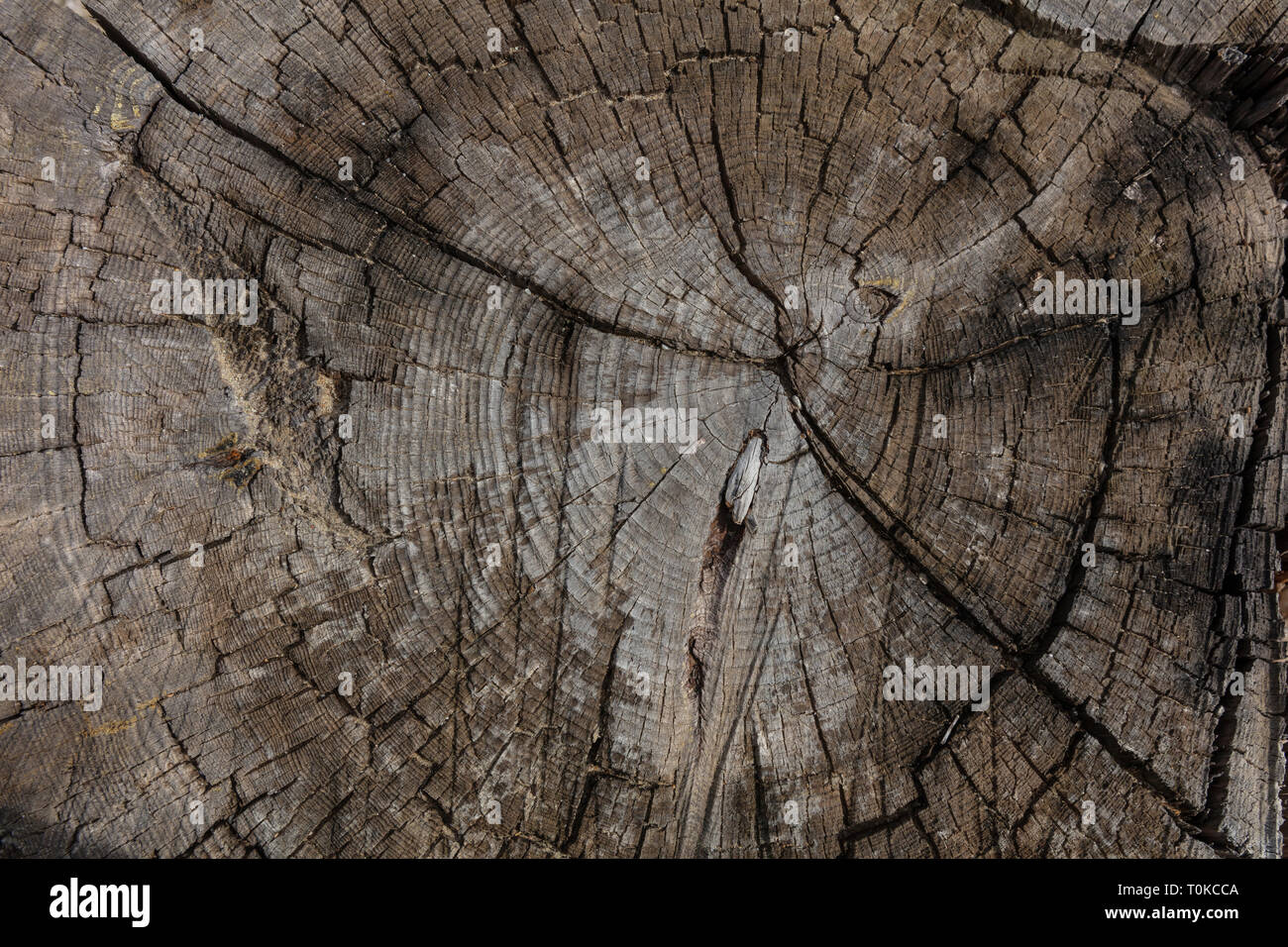 Pine tree trunk wood background, Old weathered gray color wooden stump, closeup view Stock Photo